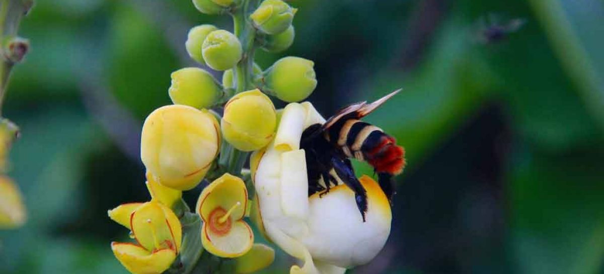 Estudo – Condições de pré-inverno e performance pós-inverno de uma abelha solitária 