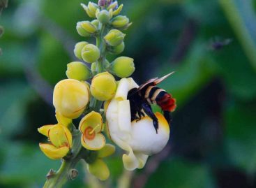 Estudo – Condições de pré-inverno e performance pós-inverno de uma abelha solitária 