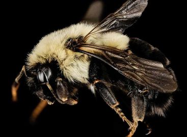 Estudos – A farmácia das abelhas
