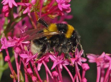 Estudo – Suscetibilidade genética de abelhas selvagens à infecção por parasitas?