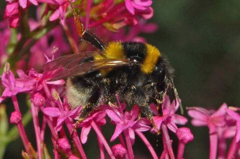 Estudo – Suscetibilidade genética de abelhas selvagens à infecção por parasitas?