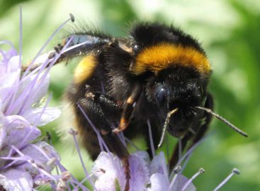 Estudo – Como toxinas das plantas e pesticidas afetam o comportamento das abelhas