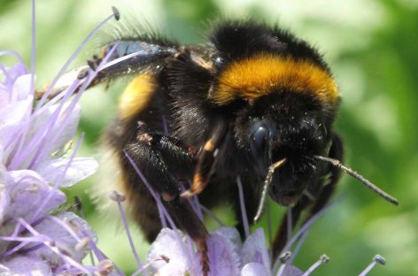 Estudo – Como toxinas das plantas e pesticidas afetam o comportamento das abelhas