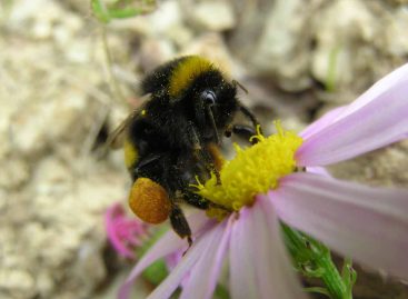 Estudo – Impactos de agrotóxicos nas abelhas: do comportamento dos indivíduos ao serviços de polinização