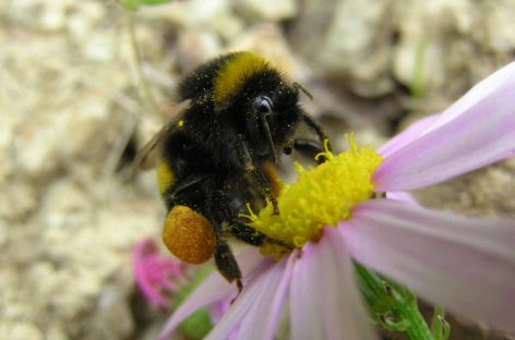 Estudo – Impactos de agrotóxicos nas abelhas: do comportamento dos indivíduos ao serviços de polinização