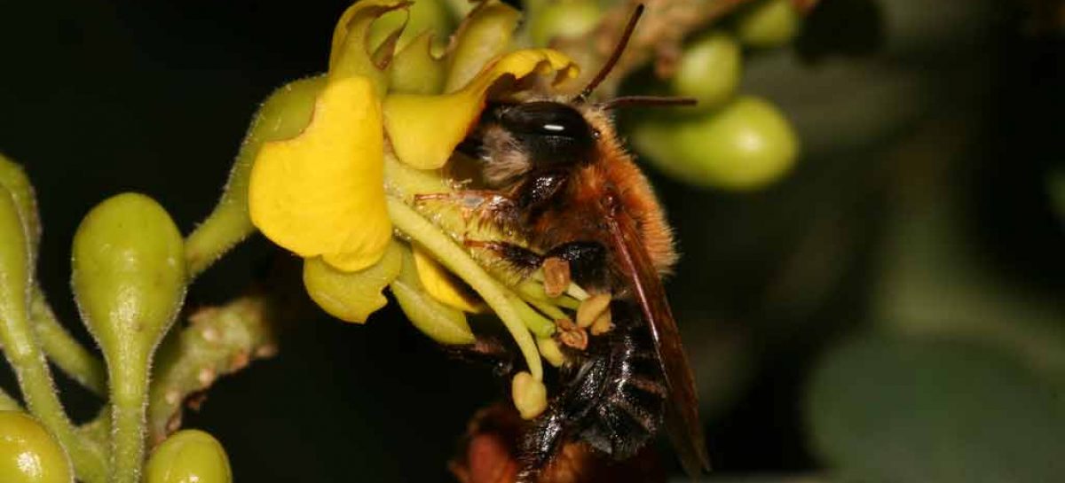 Uso potencial de abelhas nativas brasileiras para a polinização de culturas agrícolas