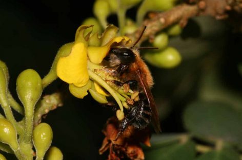 Uso potencial de abelhas nativas brasileiras para a polinização de culturas agrícolas