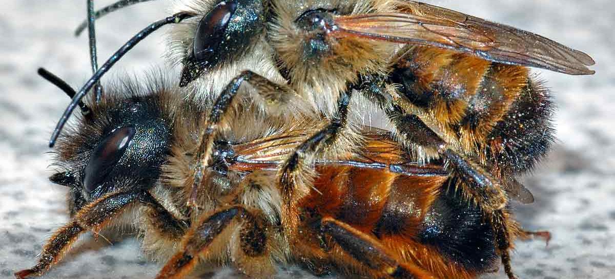 Estudo – Polinização com abelhas solitárias (Mason Bees) na Suíça: sucesso recente e futuros desafios