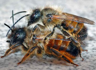 Estudo – Polinização com abelhas solitárias (Mason Bees) na Suíça: sucesso recente e futuros desafios
