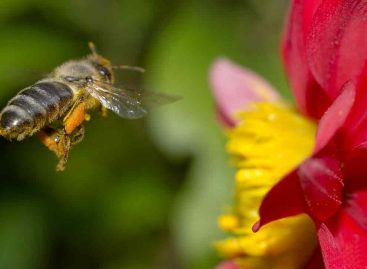 Estudo – A importância dos fitoquímicos para as abelhas e outros consumidores de mel