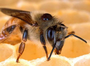 Estudo – Pandemia de DWV e declínio global na saúde de abelhas melíferas