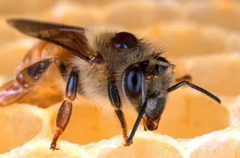 Estudo – Pandemia de DWV e declínio global na saúde de abelhas melíferas