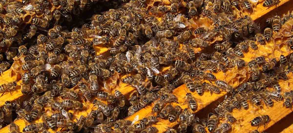 Estudo – Desenvolvimento de um sistema de detecção antecipada para abelhas exóticas e novas pragas
