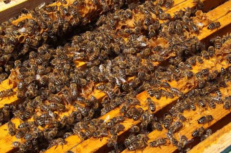 Estudo – Desenvolvimento de um sistema de detecção antecipada para abelhas exóticas e novas pragas