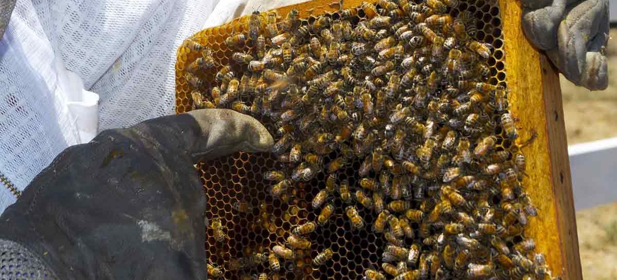 Estudo – Próximos passos: extensão e resolução de problemas com os apicultores