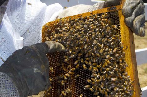 Estudo – Próximos passos: extensão e resolução de problemas com os apicultores