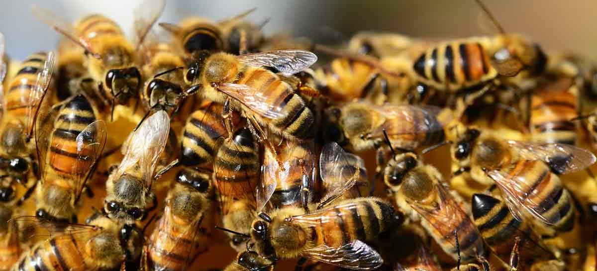 Estudo – Imunidade social da abelha melífera: coleta de resina