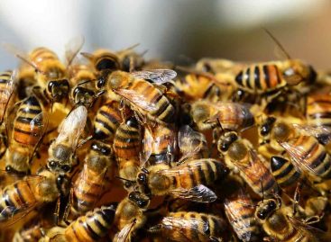 Estudo – Imunidade social da abelha melífera: coleta de resina