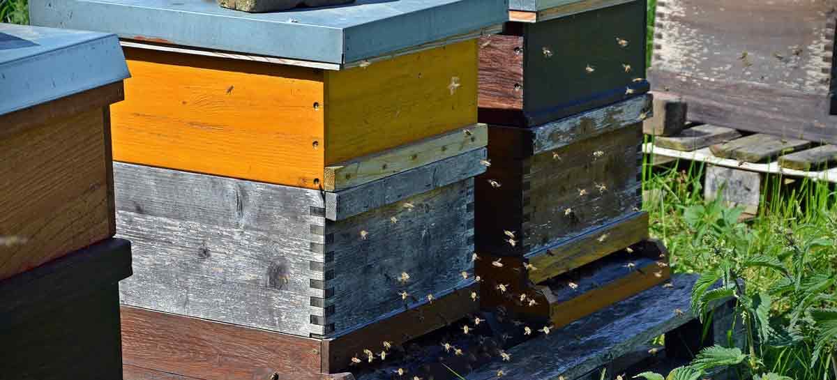 Estudo – Sustentabilidade de abelhas melíferas através de maior diversidade genética