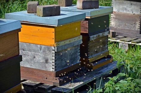 Estudo – Sustentabilidade de abelhas melíferas através de maior diversidade genética