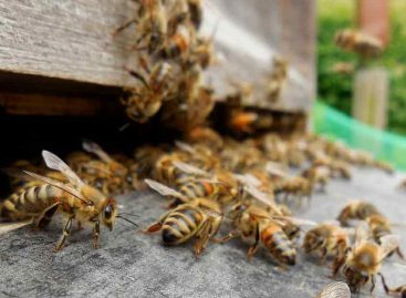 Estudo – Levantamento norte-americano sobre saúde das abelhas e comércio internacional