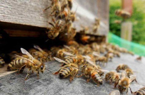 Estudo – Levantamento norte-americano sobre saúde das abelhas e comércio internacional