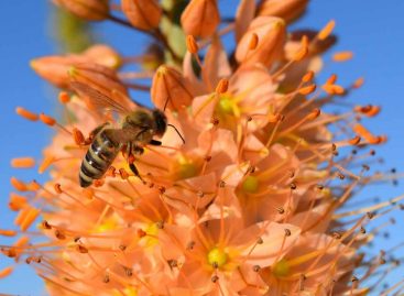 Estudo – Como o pólen afeta o aprendizado das abelhas