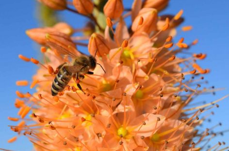 Estudo – Como o pólen afeta o aprendizado das abelhas