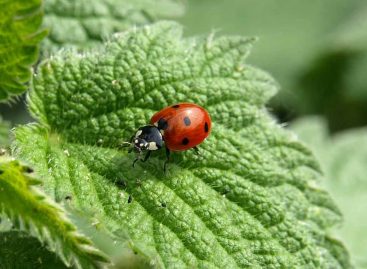 Estudo – Efeito do uso da terra e da diversidade de plantas para a diversidade de insetos