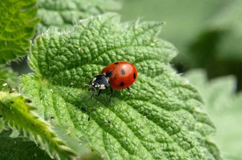 Estudo – Efeito do uso da terra e da diversidade de plantas para a diversidade de insetos