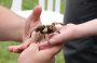 Case – MSU Bug House: De 3 a 93, entomologia para diferentes públicos