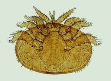 Estudo – Avaliação do ácaro <i> Stratiolaelaps scimitus </i> para controle do Varroa