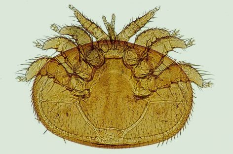 Estudo – Avaliação do ácaro <i> Stratiolaelaps scimitus </i> para controle do Varroa